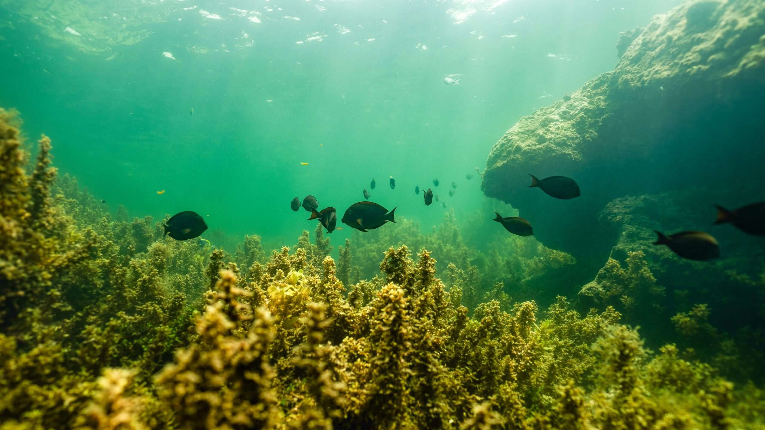 underwater scene with fish