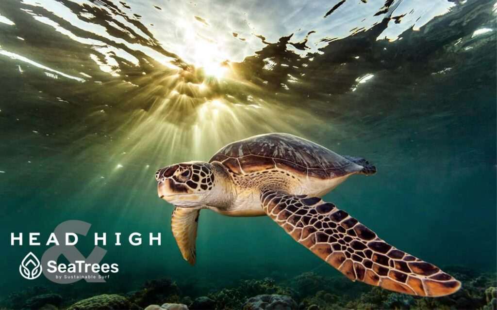 A sea turtle swims underwater with rays of sunlight penetrating the surface. The text "HEAD HIGH" and "SeaTrees by Sustainable Surf" is displayed on the image.