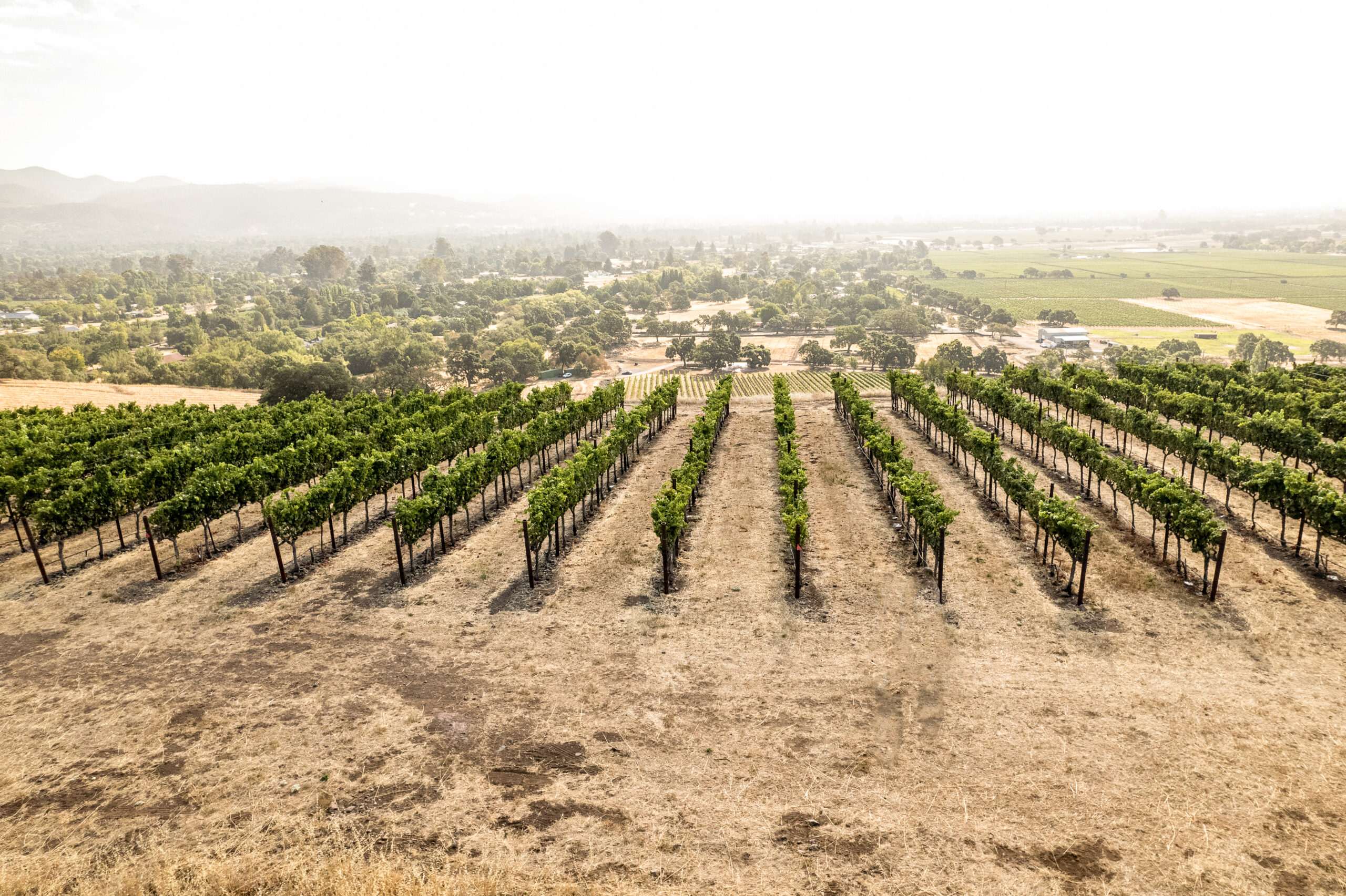 a bird eye view of a vineyard in sonoma county