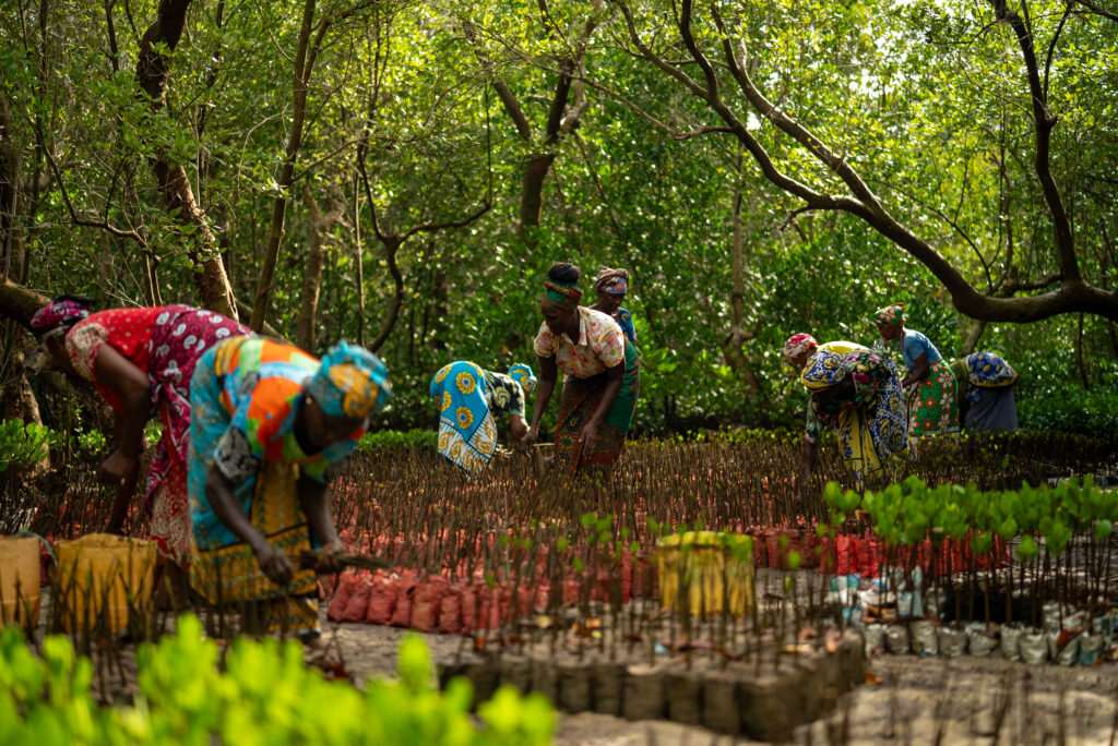 Kenyan women planting mangroves